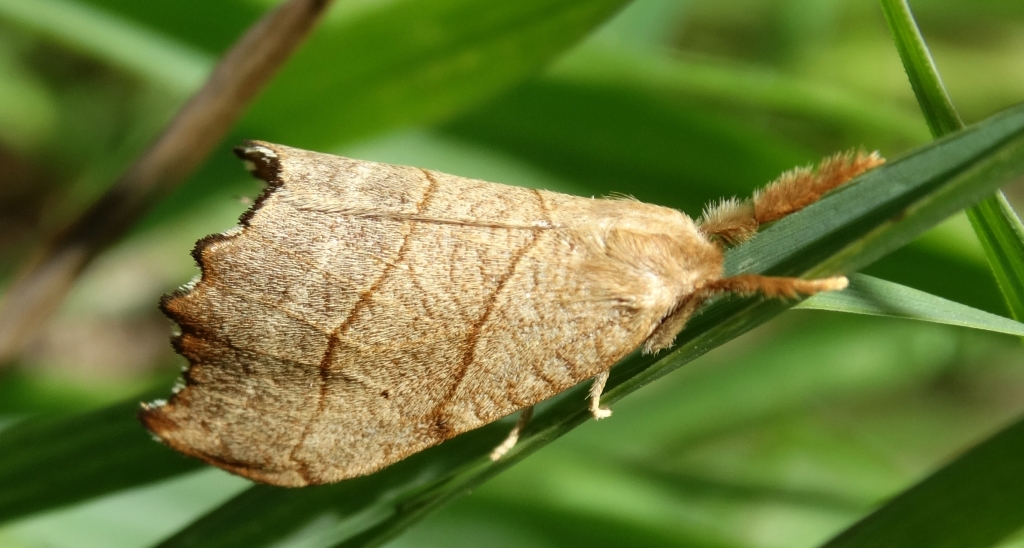 Wycinka jaszczurówka (Falcaria lacertinaria)