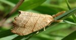 Wycinka jaszczurówka (Falcaria lacertinaria)