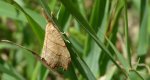 Wycinka jaszczurówka (Falcaria lacertinaria)