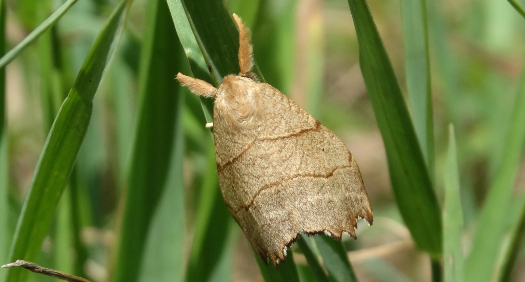 Wycinka jaszczurówka (Falcaria lacertinaria)