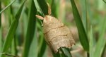 Wycinka jaszczurówka (Falcaria lacertinaria)