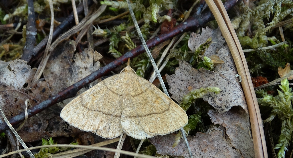 Paracolax tristalis