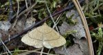 Paracolax tristalis