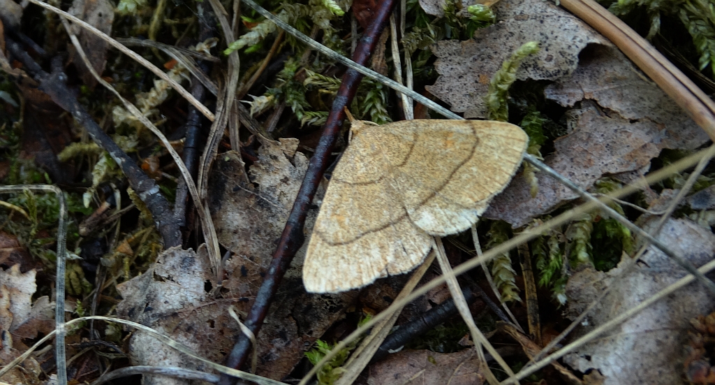 Paracolax tristalis