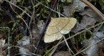 Paracolax tristalis