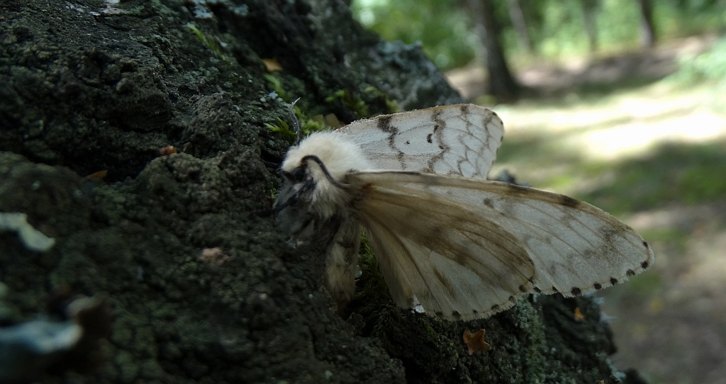 Brudnica nieparka (Lymantria dispar)