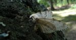 Brudnica nieparka (Lymantria dispar)