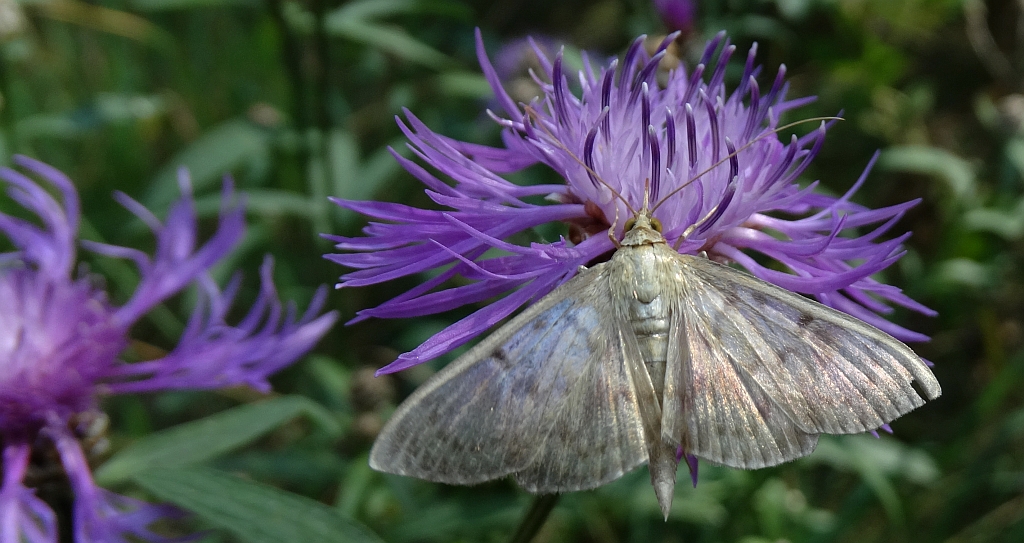 Boczanka brązowianka (Pleuroptya ruralis)
