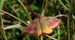 Sudamek szczawiak (Lythria cruentaria)