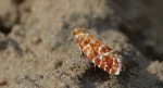 Zwójka sosnóweczka (Rhyacionia buoliana)