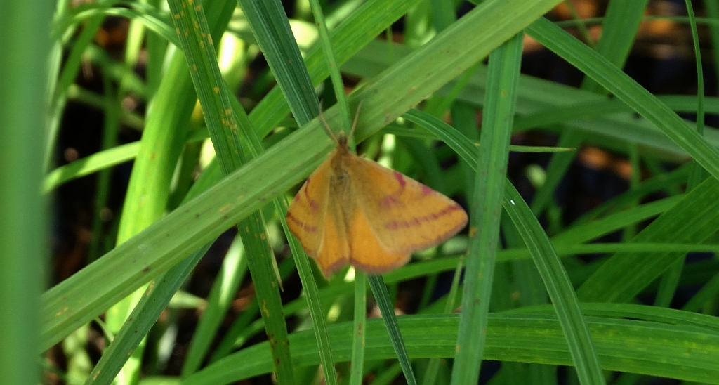 Sudamek purpurek (Lythria purpuraria)