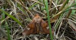 Amphipoea fucosa