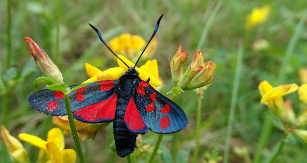 Kraśnik sześcioplamek (Zygaena filipendulae)