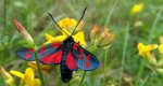 Kraśnik sześcioplamek (Zygaena filipendulae)