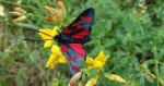 Kraśnik sześcioplamek (Zygaena filipendulae)