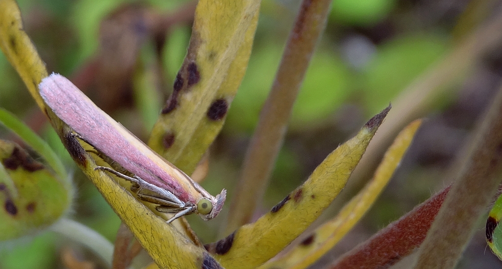 Oncocera semirubella