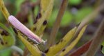 Oncocera semirubella
