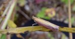 Oncocera semirubella