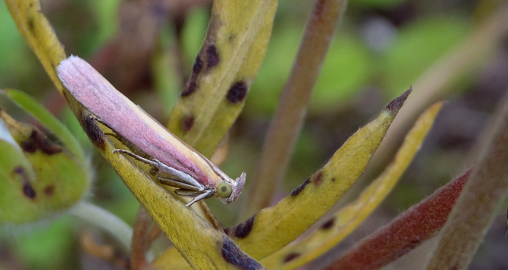 Oncocera semirubella