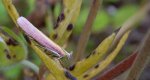 Oncocera semirubella