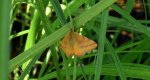 Sudamek purpurek (Lythria purpuraria)
