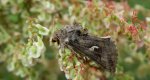 Błyszczka jarzynówka (Autographa gamma)