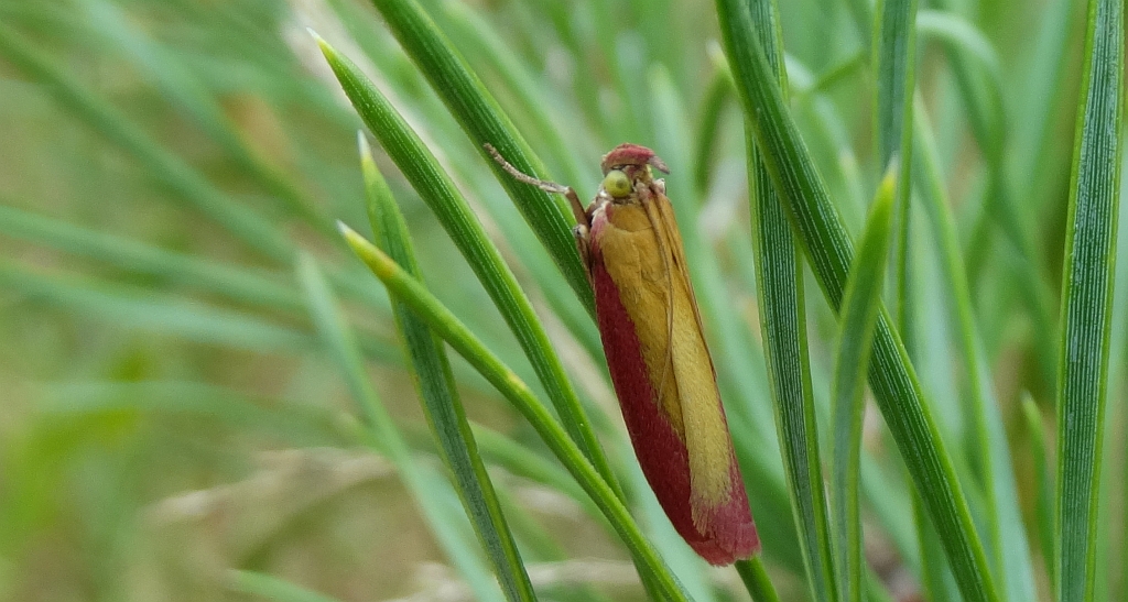 Oncocera semirubella
