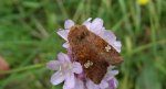 Amphipoea fucosa