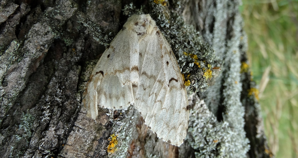 Brudnica nieparka (Lymantria dispar)