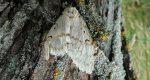 Brudnica nieparka (Lymantria dispar)