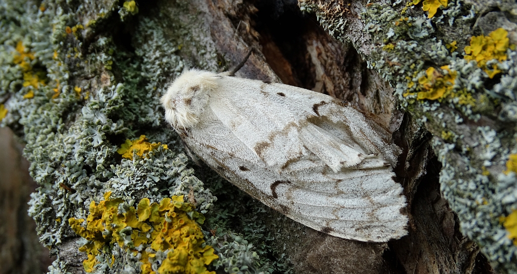 Brudnica nieparka (Lymantria dispar)
