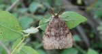 Brudnica nieparka (Lymantria dispar)