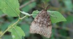 Brudnica nieparka (Lymantria dispar)
