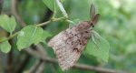 Brudnica nieparka (Lymantria dispar)