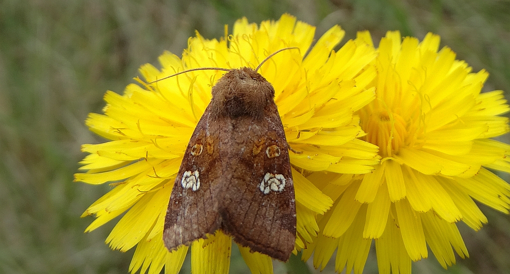 Amphipoea fucosa