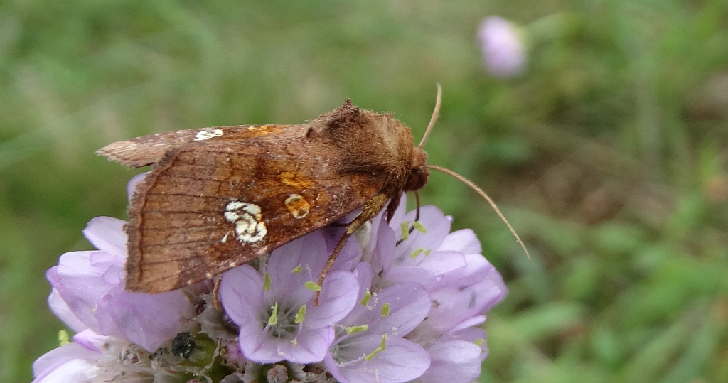 Amphipoea fucosa