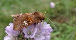Amphipoea fucosa