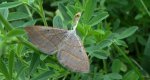Pomiernik szaniec (Scotopteryx mucronata)
