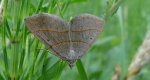 Pomiernik szaniec (Scotopteryx mucronata)