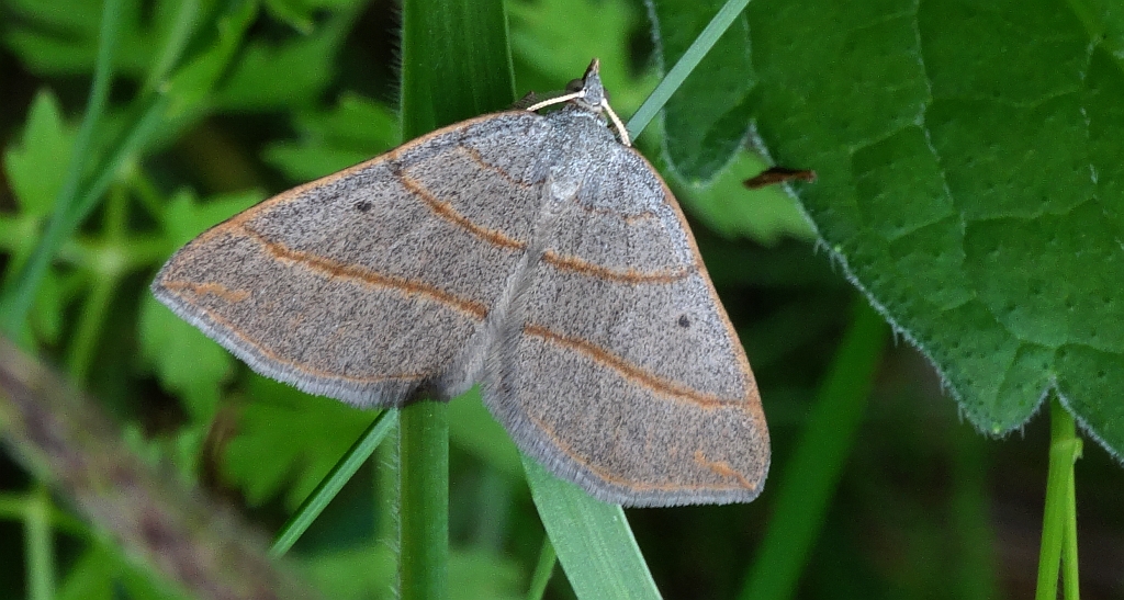 Pomiernik szaniec (Scotopteryx mucronata)