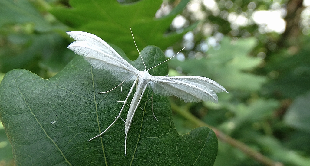 Piórolotek śnieżynka (Pterophorus pentadactyla)