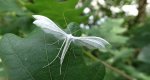Piórolotek śnieżynka (Pterophorus pentadactyla)
