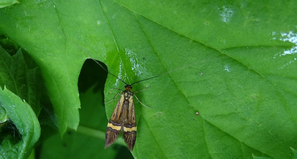 Wąsateczka zawilczaneczka (Nemophora degeerella)