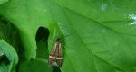 Wąsateczka zawilczaneczka (Nemophora degeerella)