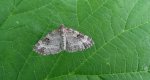 Paśnik zmiennik (Epirrhoe alternata)
