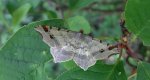 Witalnik zmiennik (Macaria alternata)
