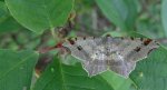 Witalnik zmiennik (Macaria alternata)