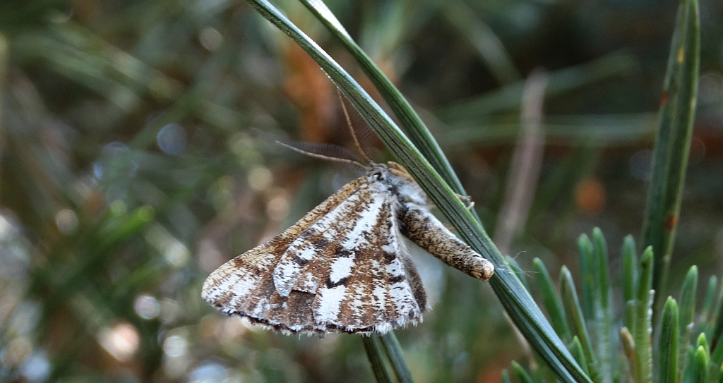 Poproch cetyniak (Bupalus piniaria)