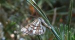 Poproch cetyniak (Bupalus piniaria)