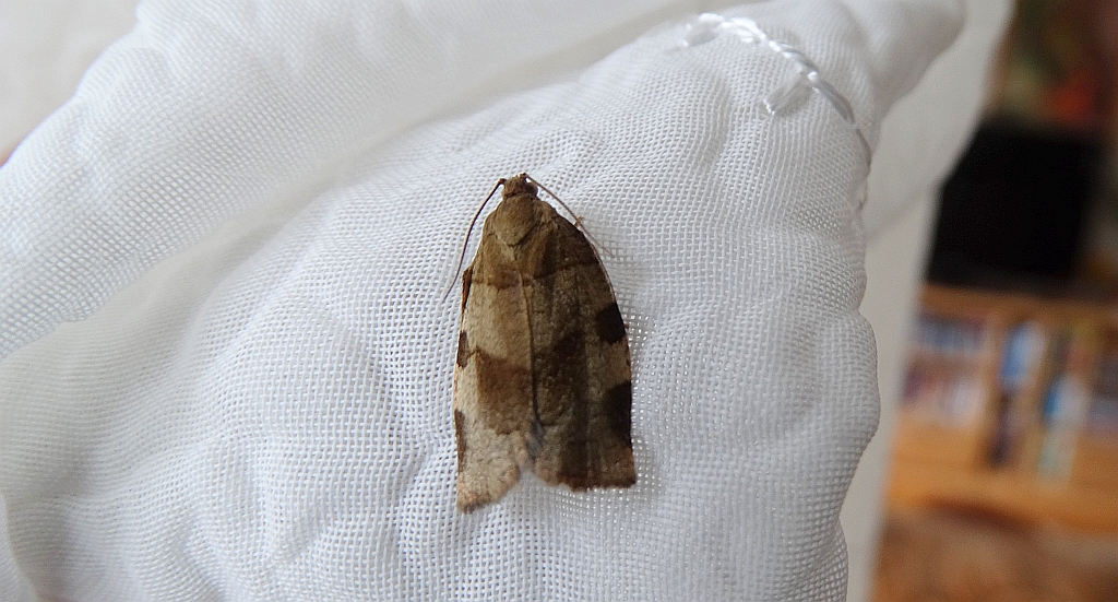 Choristoneura hebenstreitella